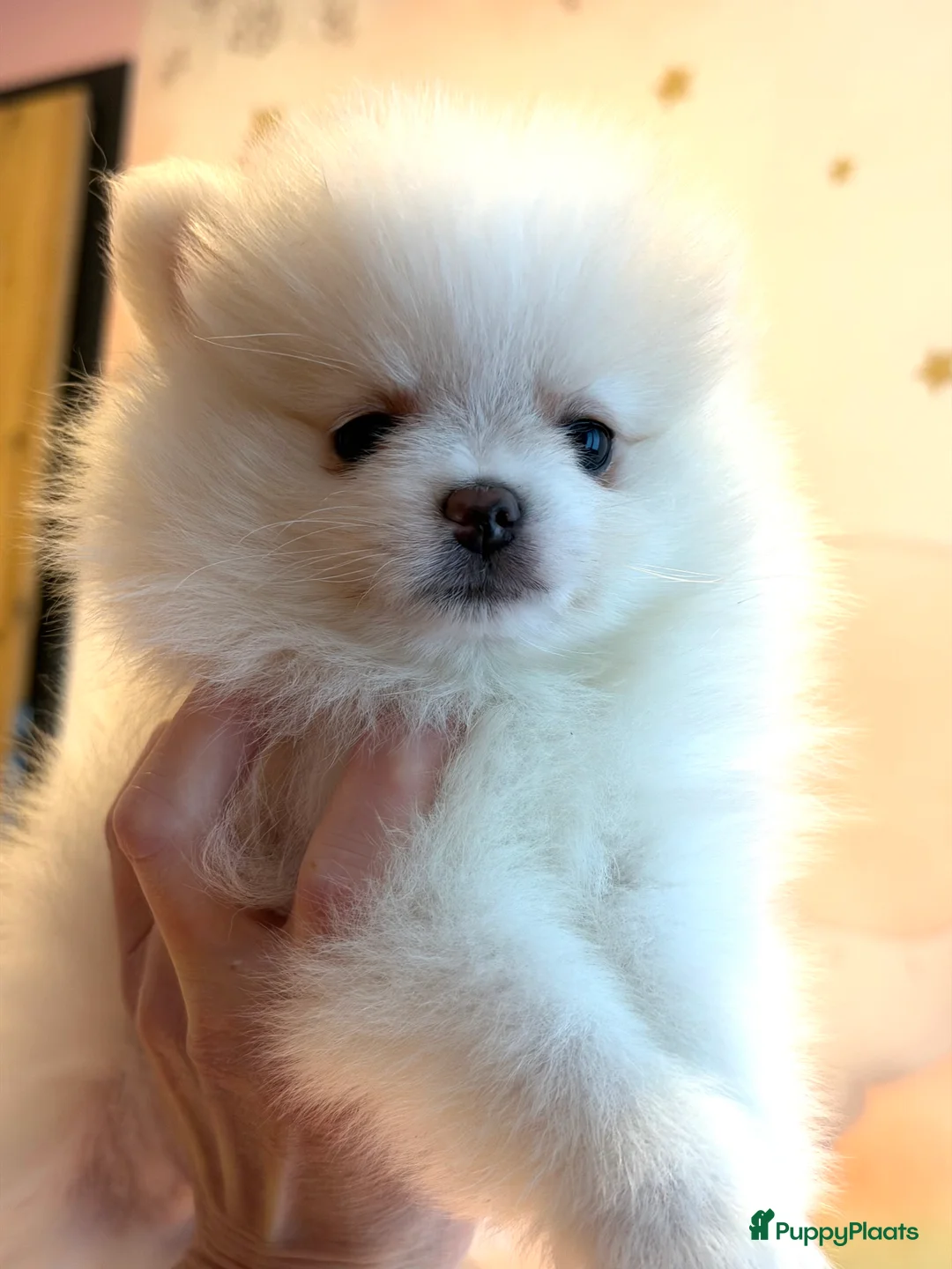 Pomeriaan honden te koop: Prachtige raszuivere pomeriaan pomeranian pups - Advertentie 5