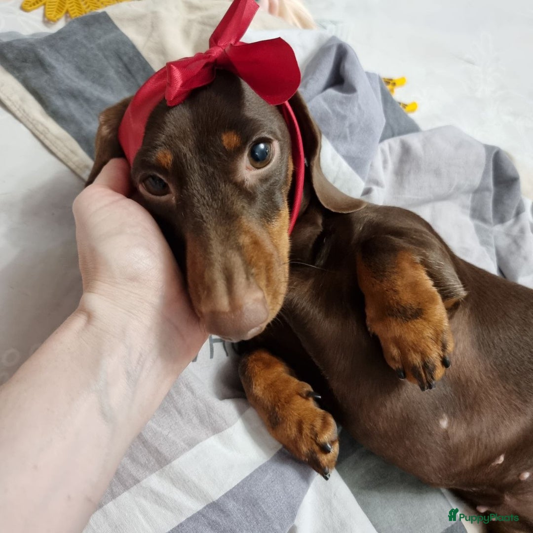 Teckel (korthaar)  honden te koop: Teckel puppy - Advertentie 4