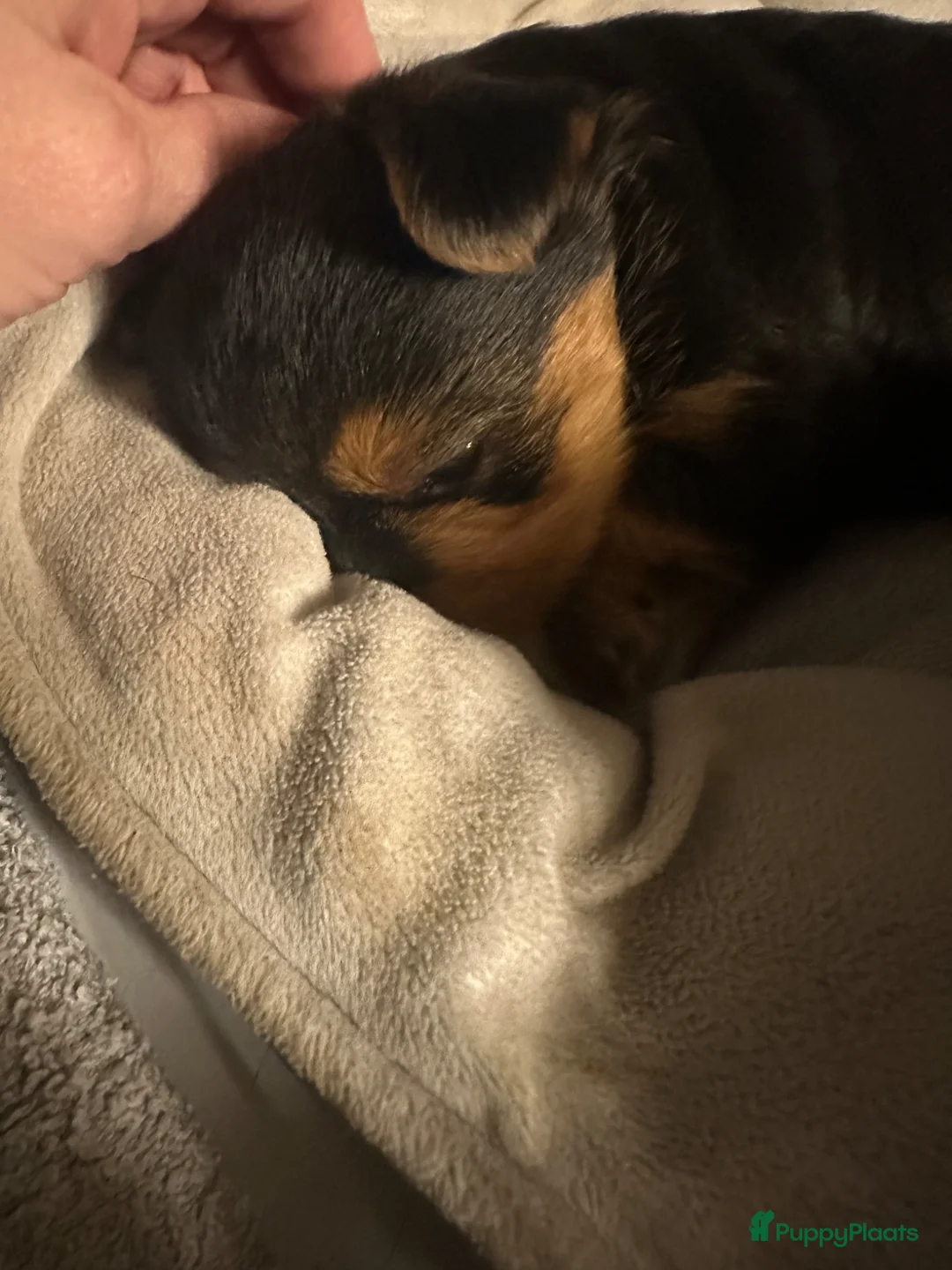 Yorkshire Terriër honden te koop: Classic Yorkshire reutje - Advertentie 22