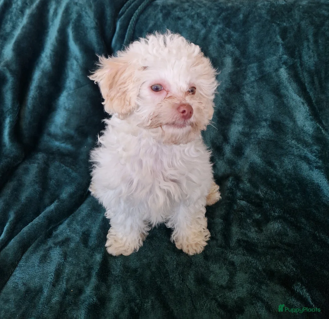 Poedel Toy honden te koop: Toypoedel zusjes toy poedel - Advertentie 8