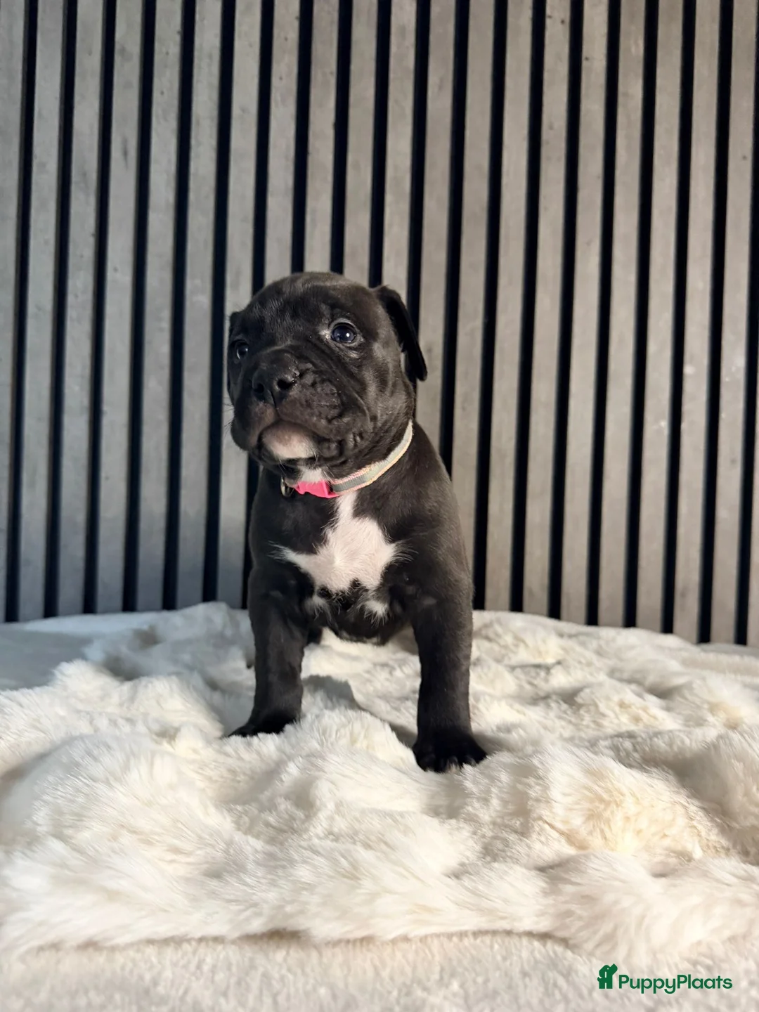 Amerikaanse Bully honden te koop: American bully xl pups  - Advertentie 4