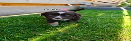 Miniature American Shepherd honden te koop: Mini American Shepherd pup teefje - Advertentie 14