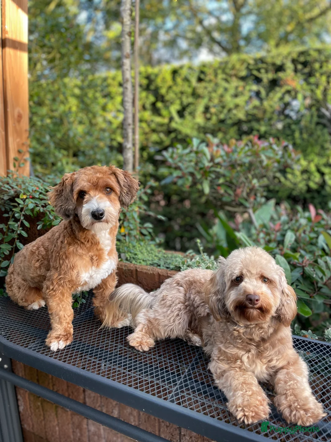 Maltipoo honden ter dekking: Maltipoo dekreutje sjefke - Advertentie 11