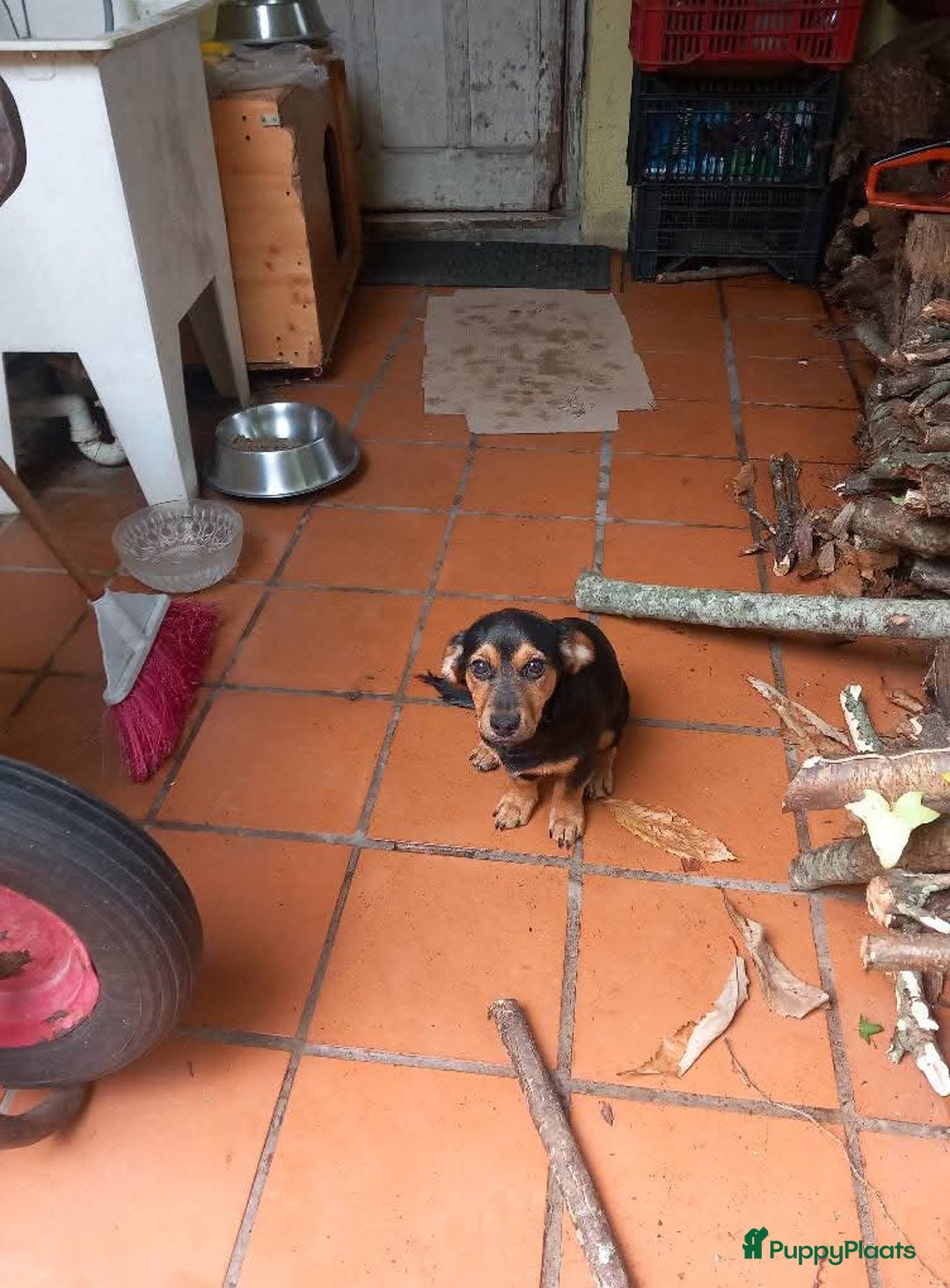 Kruising honden te koop: 2 italiaanse lieverds zoeken een familie - Advertentie 9