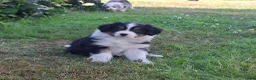 Kruising honden te koop: Shepherd puppy's  - Advertentie 3
