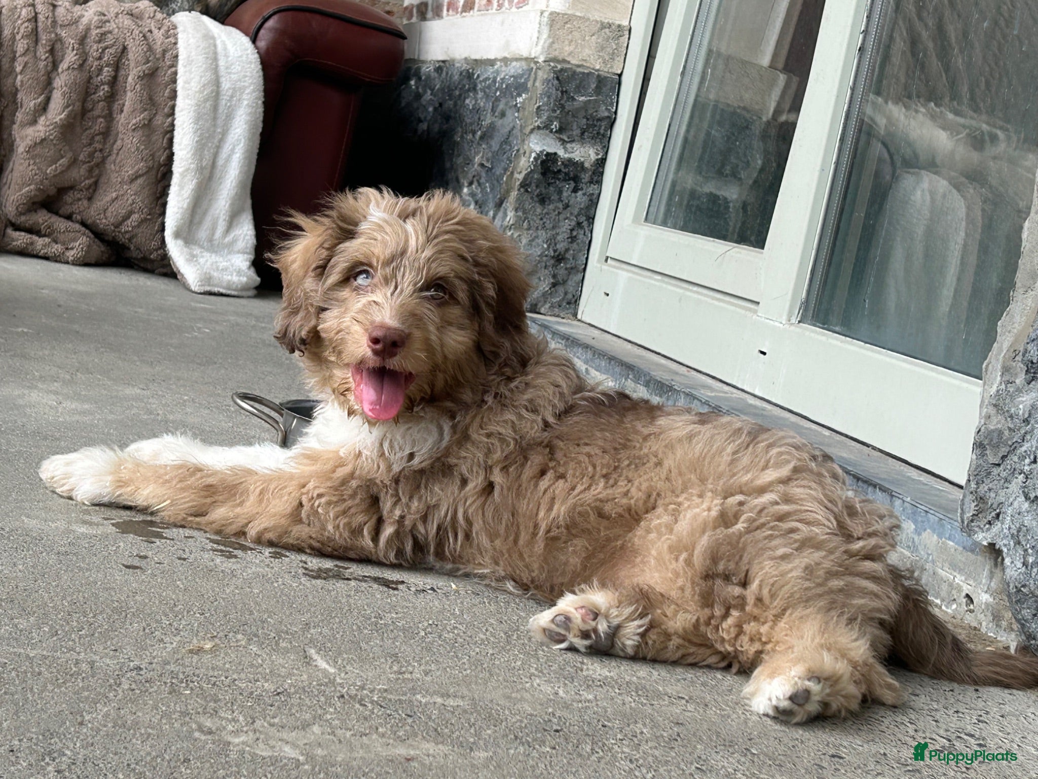 Kruising honden Australian doodle reu - Advertentie 1