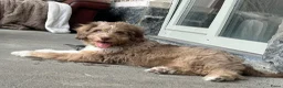 Kruising honden te koop: Australian doodle reu - Advertentie 1