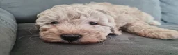 Maltipoo honden te koop: Prachtige, gesocialiseerde Maltipoo x poedel pups - Advertentie 12