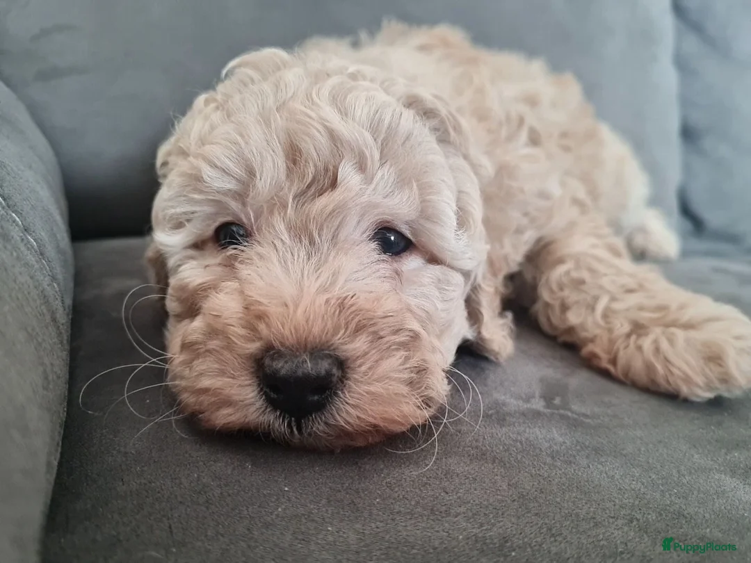 Maltipoo honden te koop: Prachtige, gesocialiseerde Maltipoo x poedel pups - Advertentie 12