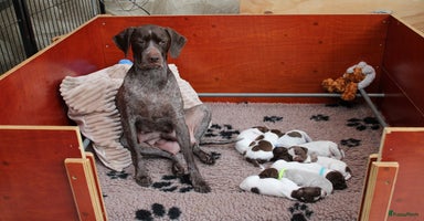 Overig honden - Advertentie 2