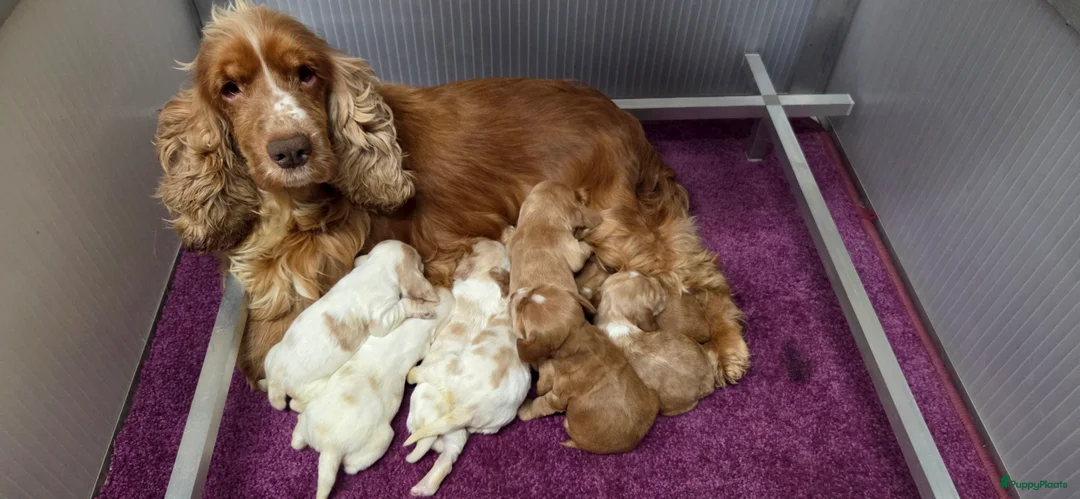 Engelse Cocker Spaniel honden te koop: Engelse Cockerspaniel pups met Stamboom  - Advertentie 3
