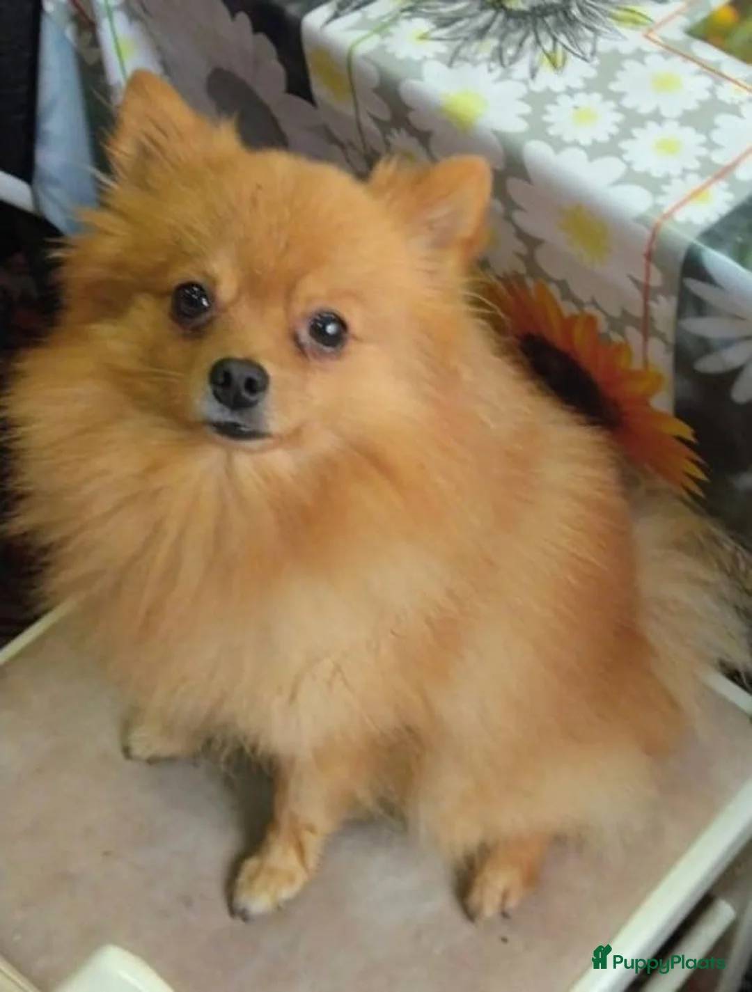 Pomeriaan honden te koop: VREUGDE VOOR ELKE ZORGZAME FAMILIE!!! - Advertentie 15