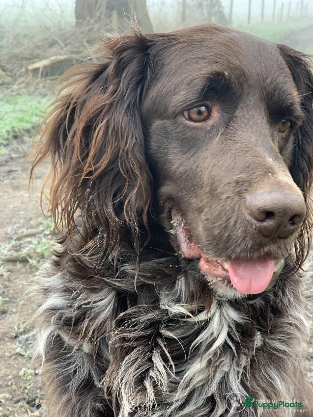 Heidewachtel honden Heidewachtel dekreu met stamboom  in Berg en Terblijt - Advertentie 2