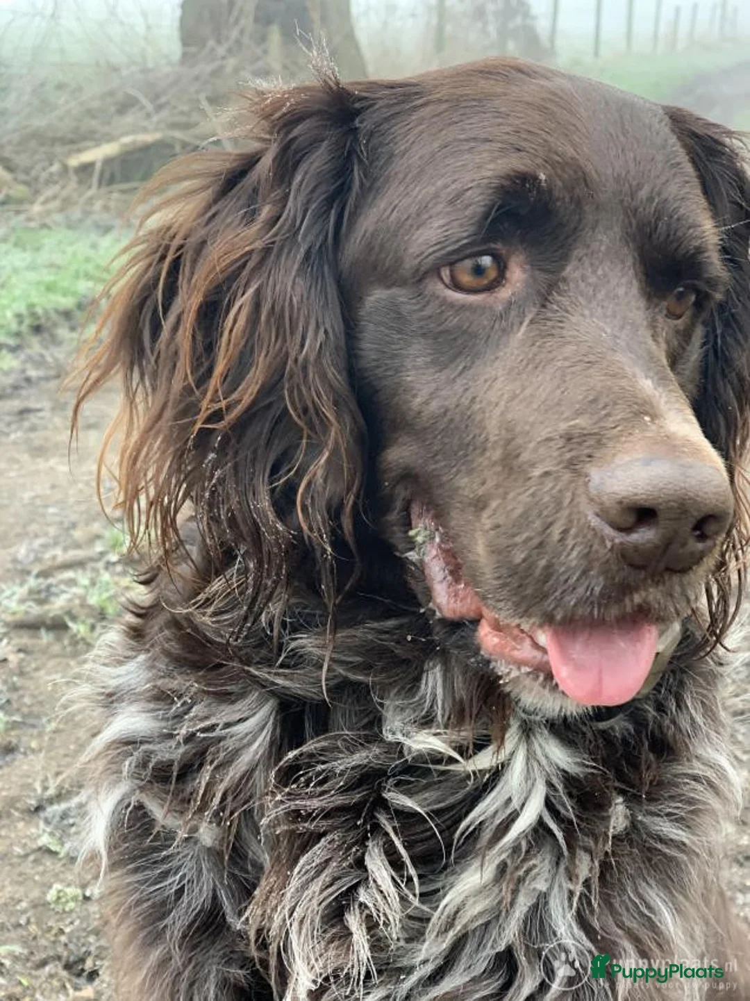 Heidewachtel honden ter dekking: Heidewachtel dekreu met stamboom  in Berg en Terblijt - Advertentie 2
