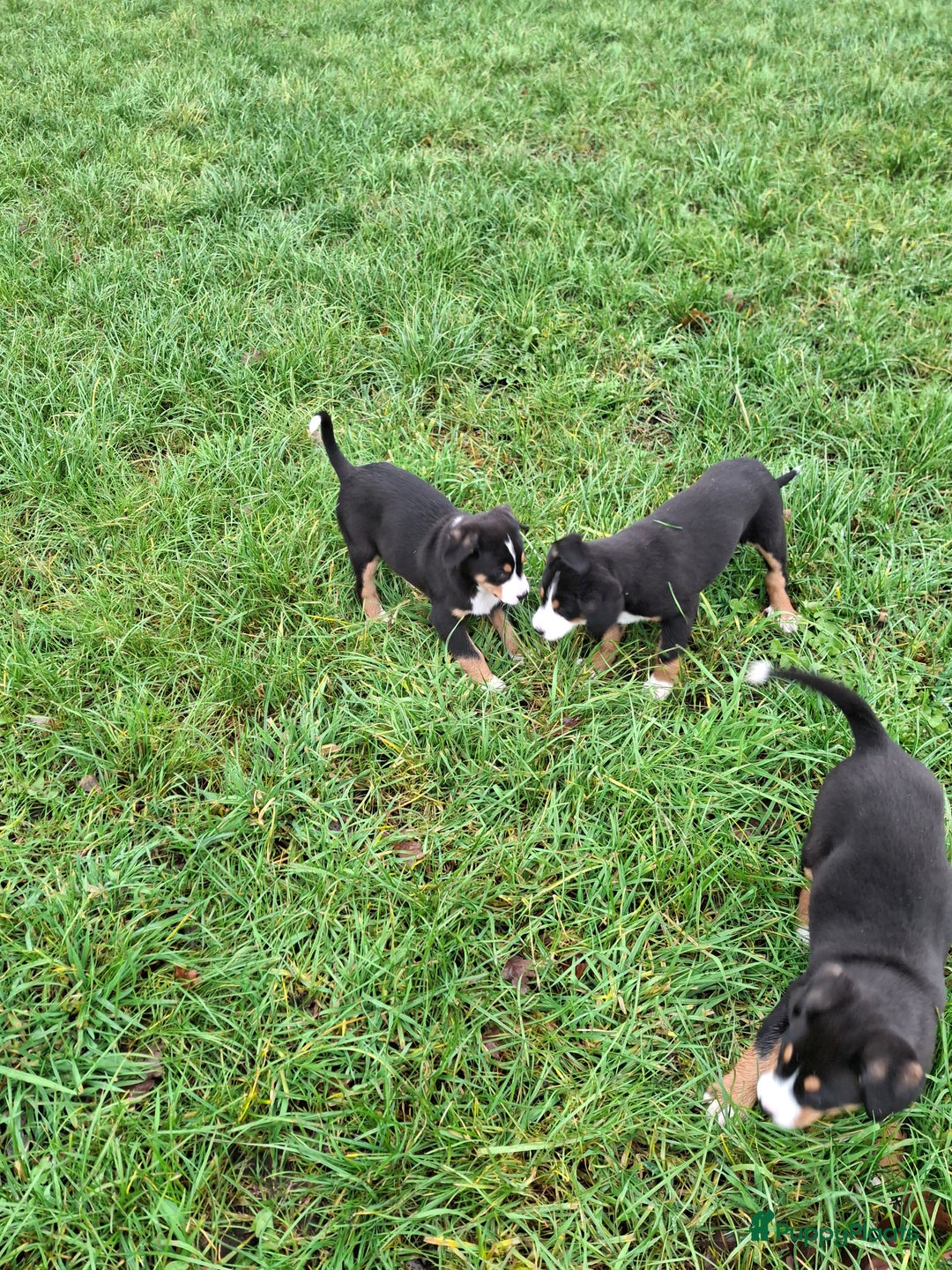 Grote Zwitserse Sennenhond honden te koop: Grote zwitserse sennen pups - Advertentie 21