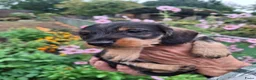 Dwergteckel honden te koop: Ruwharig dwergteckel pups - Advertentie 4