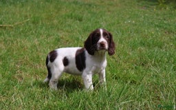 Engelse Springer Spaniel honden te koop: Lieve Engelse springer spaniel puppy's in Gameren - Afbeelding 20