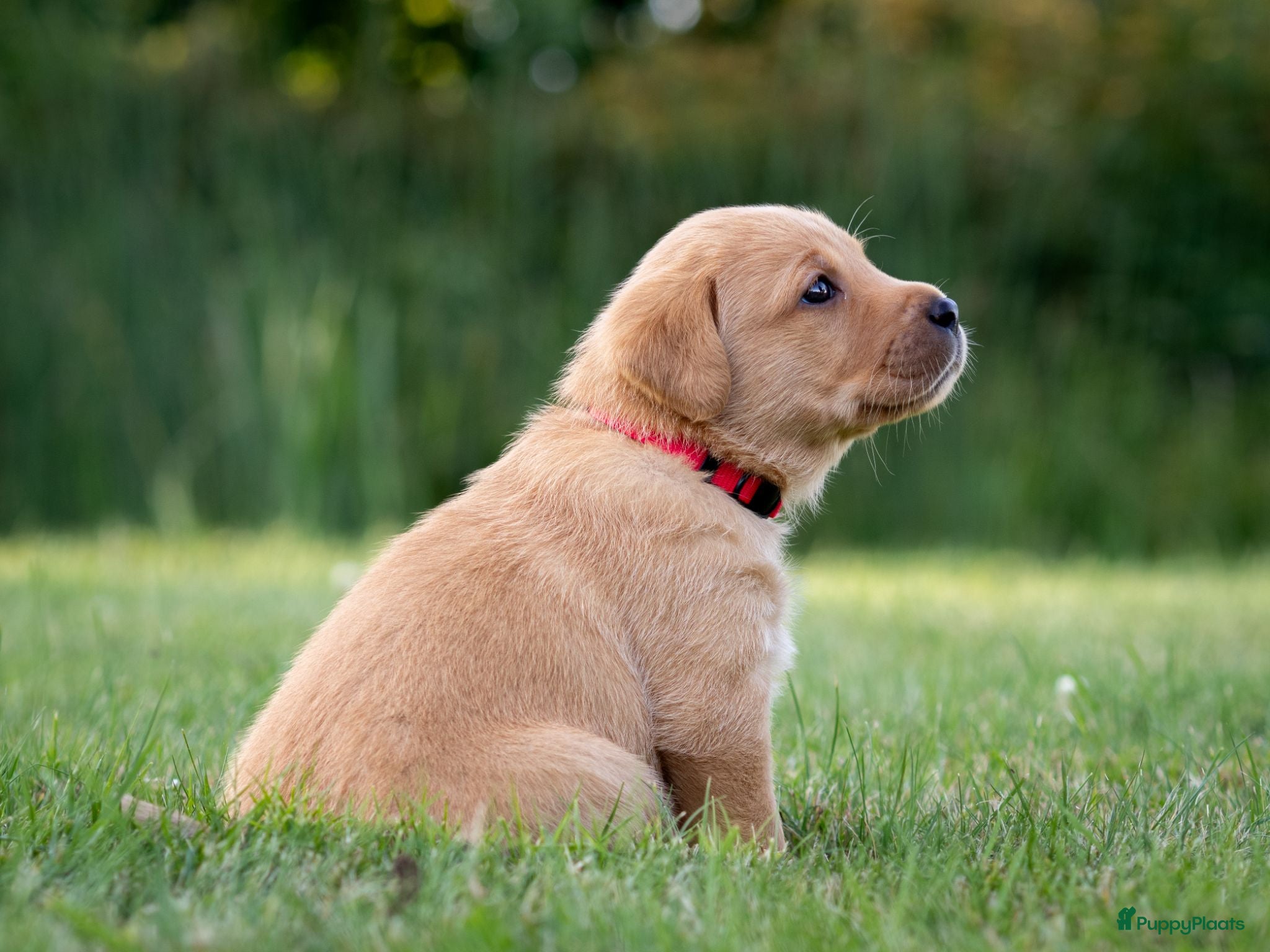 Labrador Retriever honden Labrador Retriever pups - blond en red fox - Advertentie 3