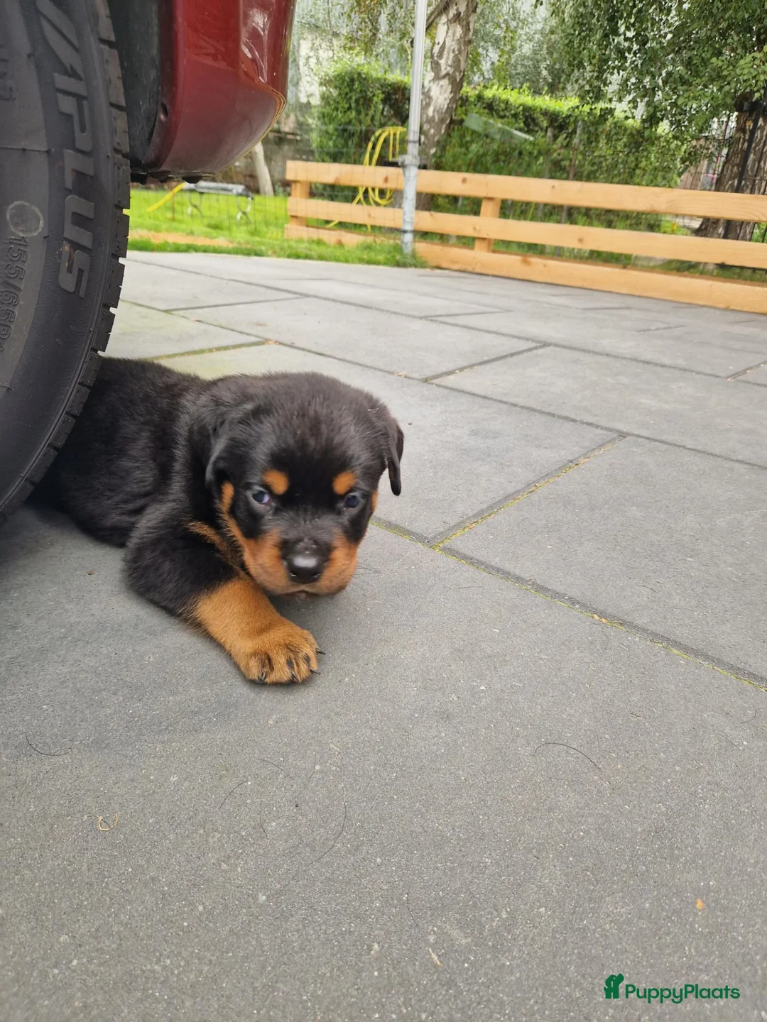 Rottweiler honden te koop: Te koop rottweilerpup in Hardinxveld-Giessendam - Advertentie 3