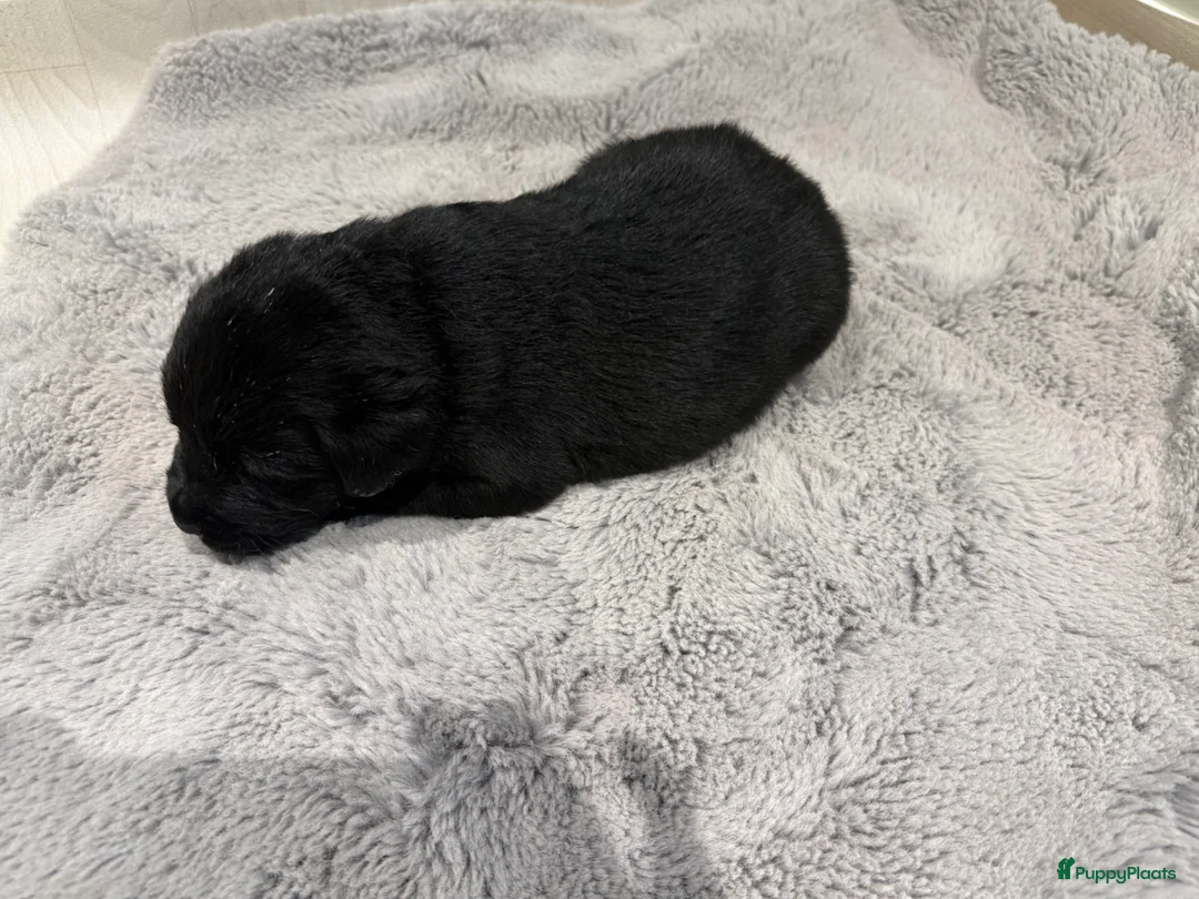 Labrador Retriever honden te koop: Prachtige labrador puppy’s  - Advertentie 2