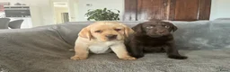 Labrador Retriever honden te koop: labrador pup bruin (reutje) Pup Blond(teefje) - Advertentie 5