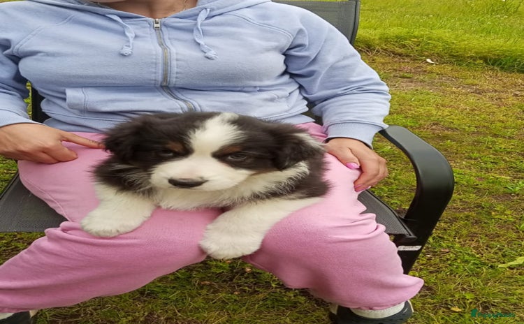 Australian Shepherd honden - Advertentie 2