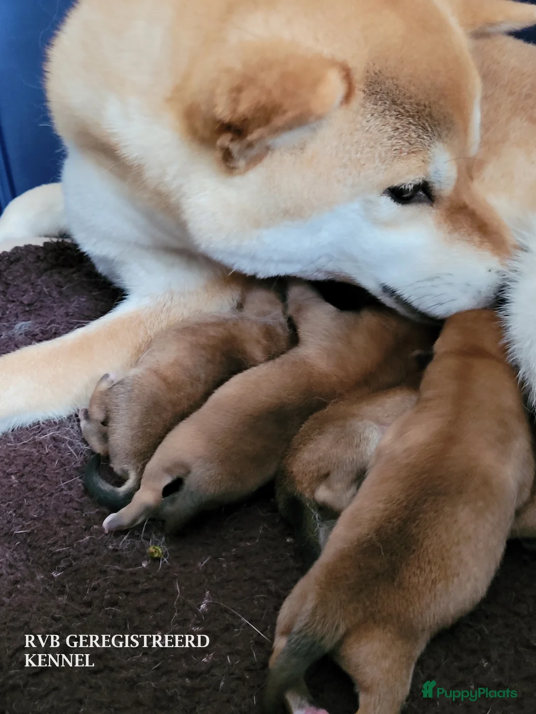 Galerij afbeelding {{count}}