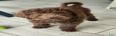 Labradoodle Puppy 1