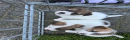 Jack Russel Terriër honden te koop: Jack Russel pups te koop met stamboom - Advertentie 5