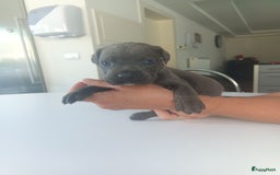 Cane Corso honden te koop: Cane corso pups - Afbeelding 8