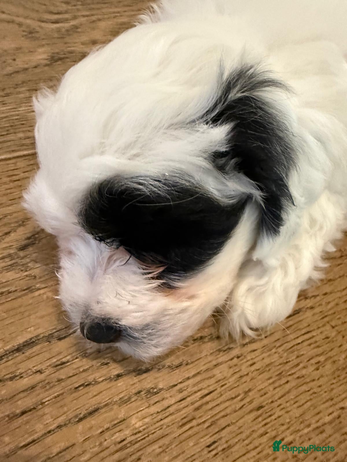 Maltipoo honden Maltezer X Poedel (Maltipoo) - Advertentie 2