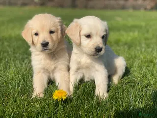 Golden Retriever honden Golden retriever pups - Advertentie 1