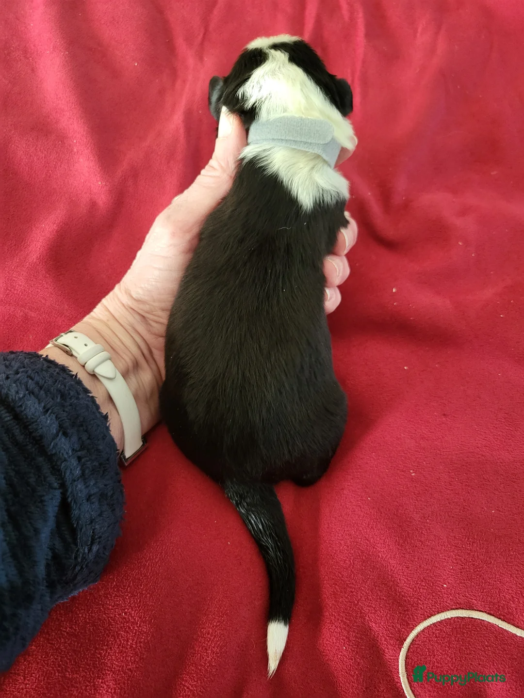 Australian Shepherd honden te koop: Australian Shepherd pupjes met FCI stamboom - Advertentie 4