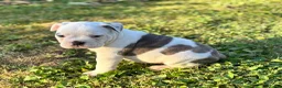 Old English Bulldog honden te koop: Prachtige Old English Bulldog pups - Advertentie 9