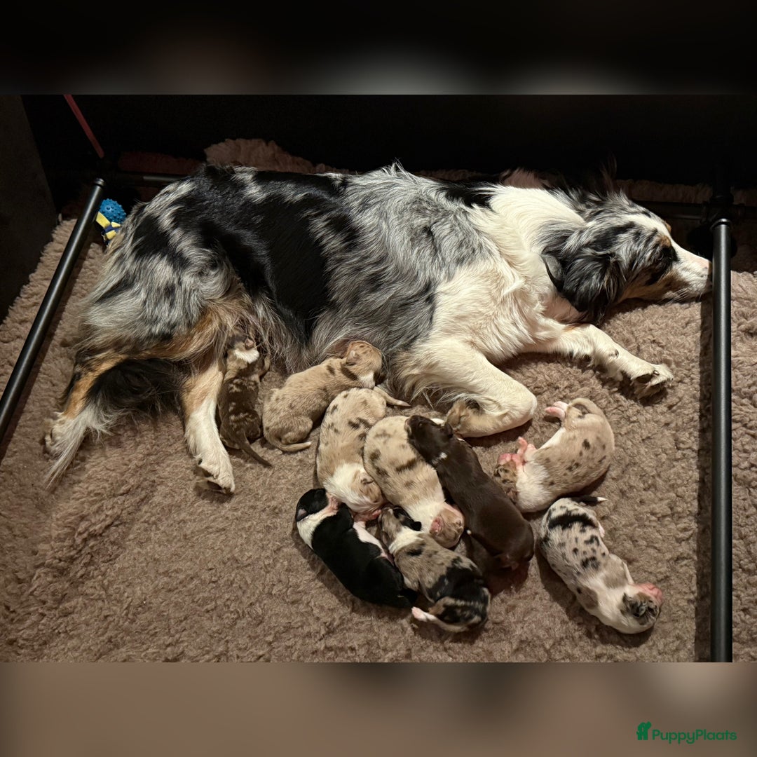 Australian Shepherd honden te koop: Prachtig nestje raszuivere Australian Shepherds - Advertentie 13