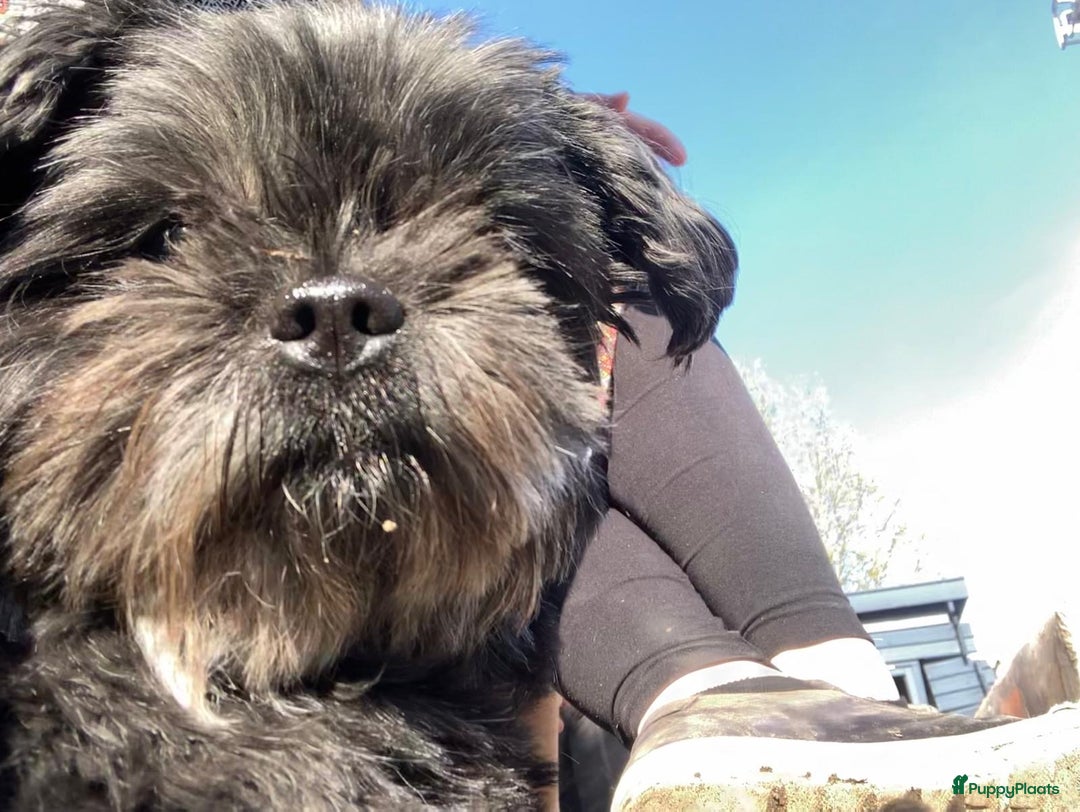 Kruising honden te koop: Kruising Boomer chihuahua !!nog twee beschikbaar!! - Advertentie 26