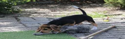 Beagle honden te koop: beagle pups  - Advertentie 4