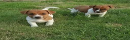 Jack Russel Terriër honden te koop: Jack russel - Advertentie 6