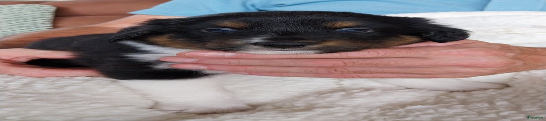Verkocht Kruising Puppy 3