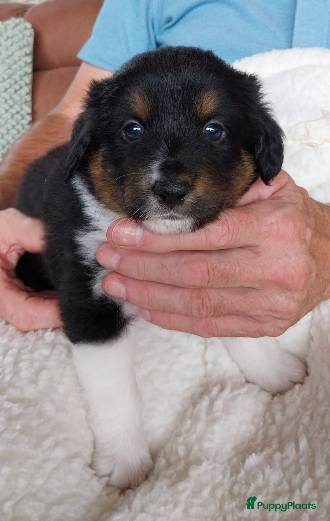 Kruising honden te koop: Kruising Aussie, Toller, Border collie - Afbeelding 7