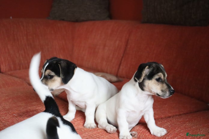 Jack Russel Terriër honden - Advertentie 3