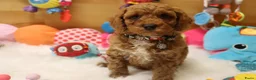 Kruising honden te koop: Prachtig mini Australian labradoodle pupjes - Advertentie 7