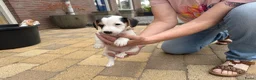 Jack Russel Terriër honden te koop: Jack Russell pups te koop - Advertentie 8
