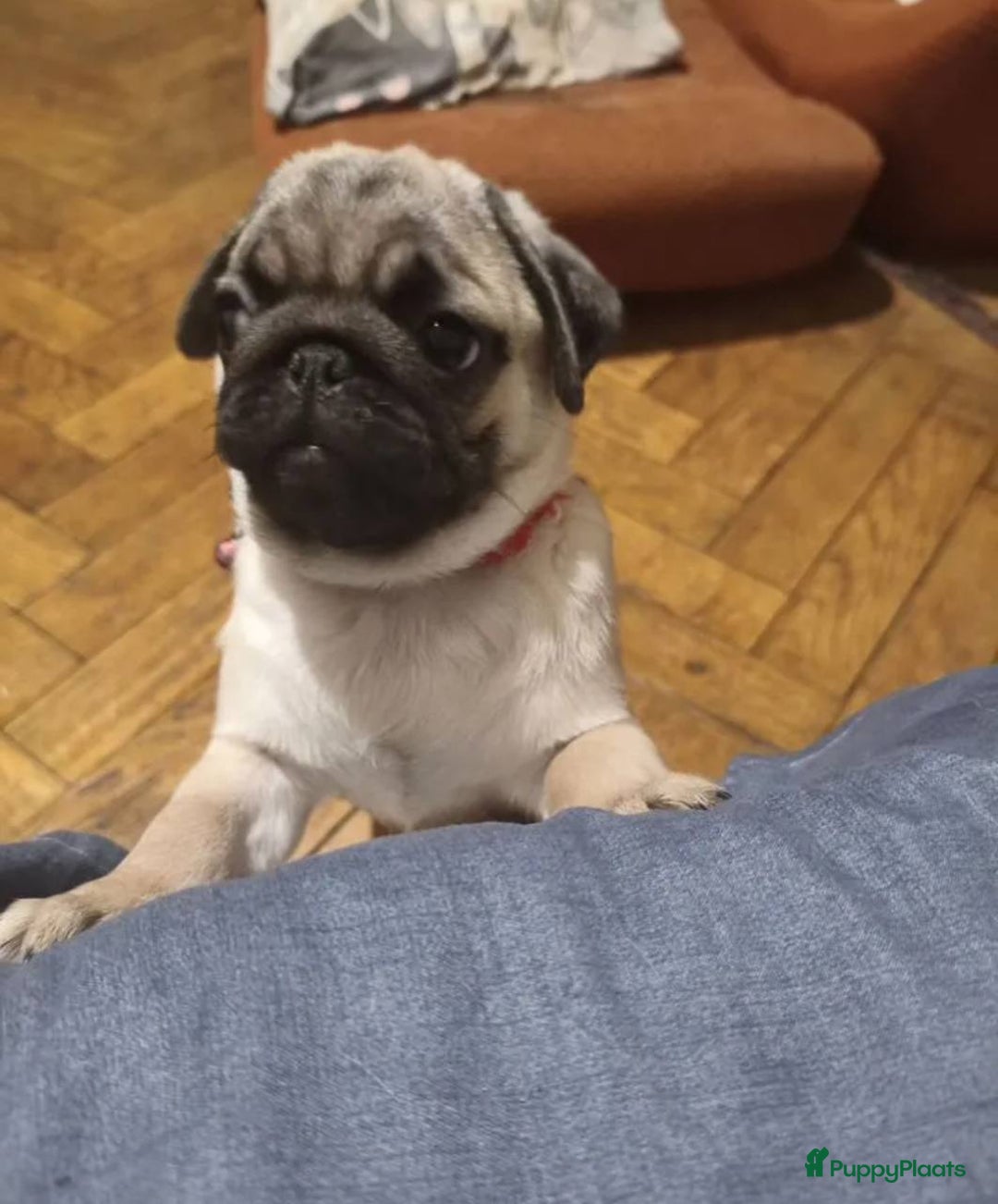 Mopshond honden te koop: Mopshond pups - Advertentie 2