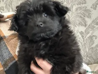 Kruising honden Mini doodle reu - Advertentie 1