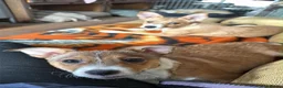Kruising honden ter adoptie: Storm - Advertentie 6