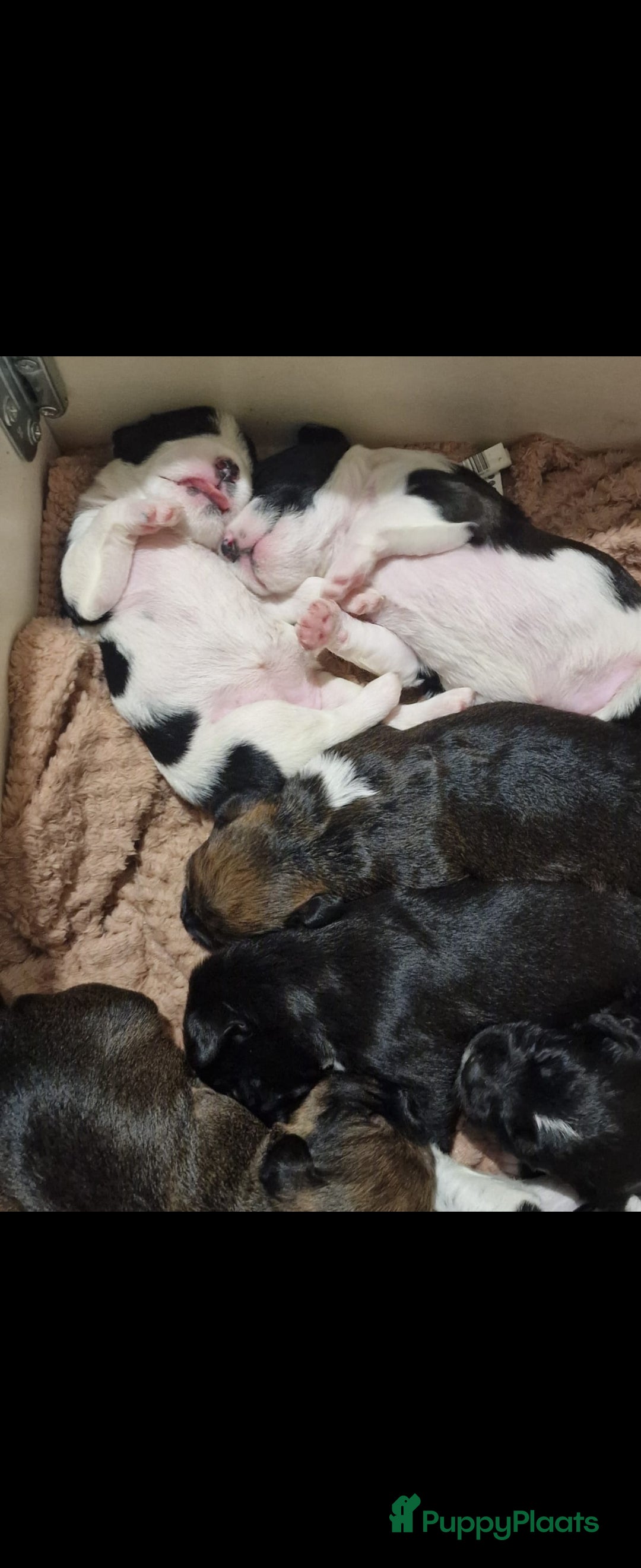 Kruising honden te koop: Eenmalig  engelse staff en lagotto romagnolo mix  - Advertentie 3