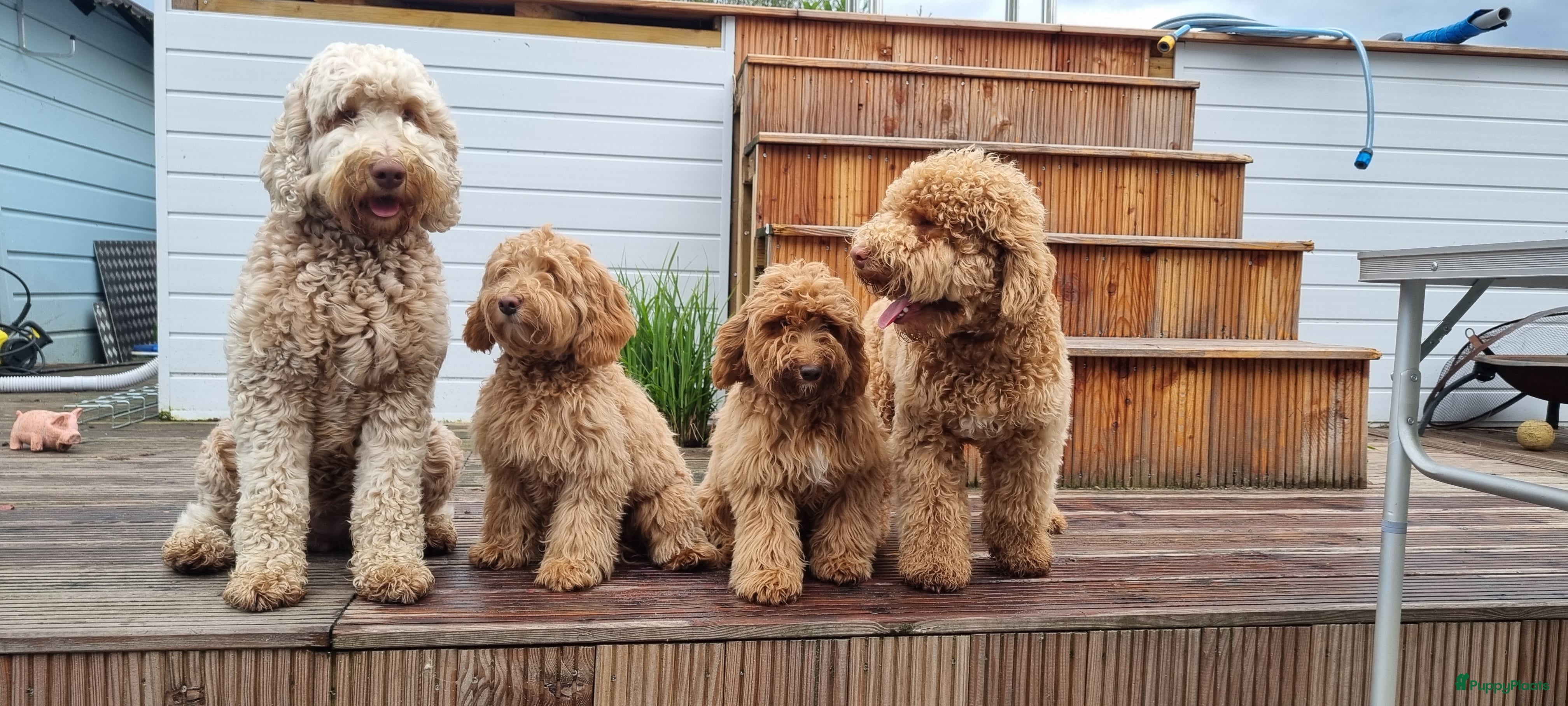 Labradoodle honden Mini labradoodle pupjes - Advertentie 14