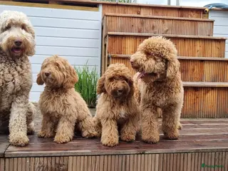 Labradoodle honden Mini labradoodle pupjes - Advertentie 14