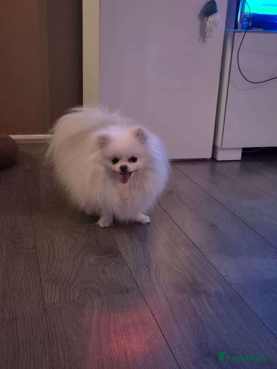 Pomeriaan honden te koop: Lieve mooie pomeriaan crème/wit - Advertentie 4